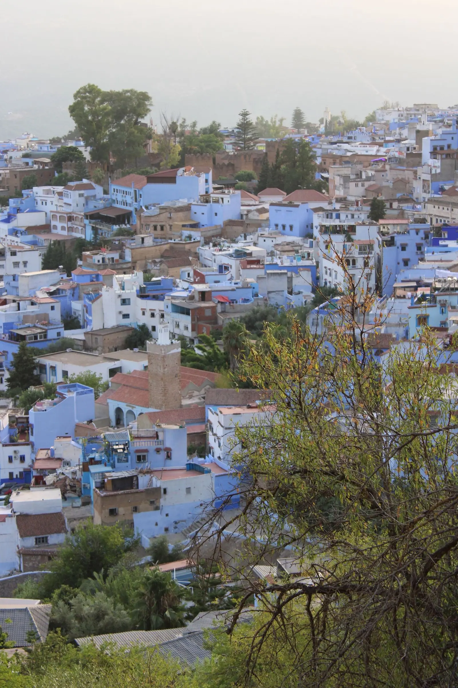 A hillside of blue and white buildings in Chefchaouen, with trees around the town.