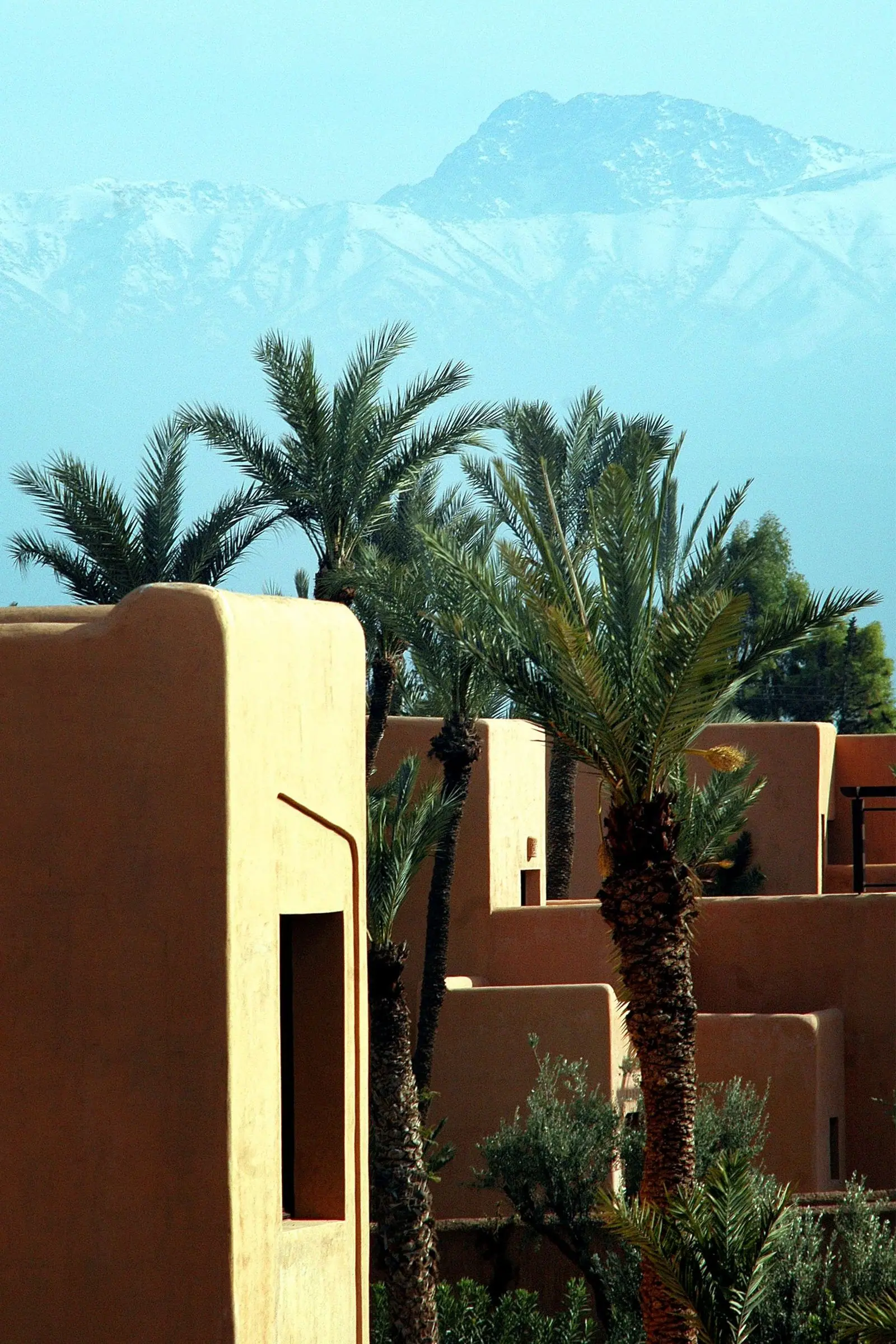 Palm trees and low buildings in Marrakech with the Atlas Mountains on the horizon.